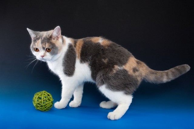 Liebevoller Glücksbringer - British Kurzhaar - Herrieden