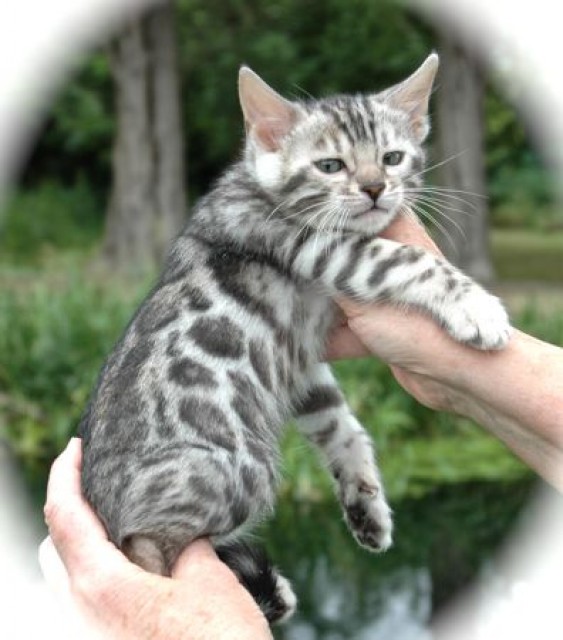 Schöne Bengal Kätzchen zum Verkauf - Bengal - 40212 