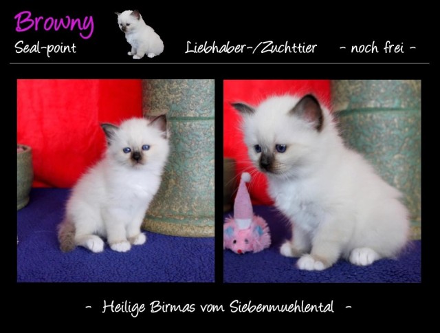 Birmakitten abzugeben - Heilige Birma vom Siebenmühlental - Birma - Sindelfingen