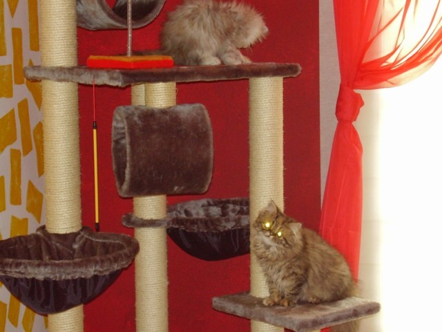 2 ganz liebe Perser abzugeben. Katzen, Kastriert - Perser - Neunkirchen