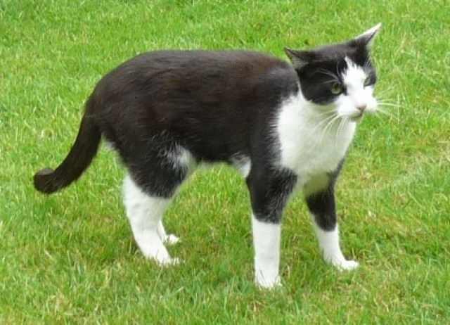 4,5j Kater in liebevolle Hände abzugeben - Freigaenger - achim