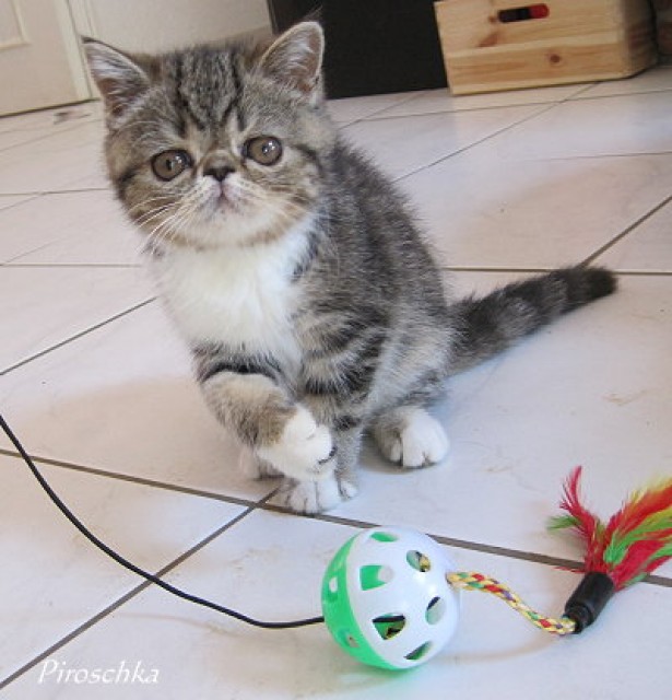 Exotic Shorthair Kätzchen in verschiedenen Farben - Exotic Shorthair - Waldems-Bermbach