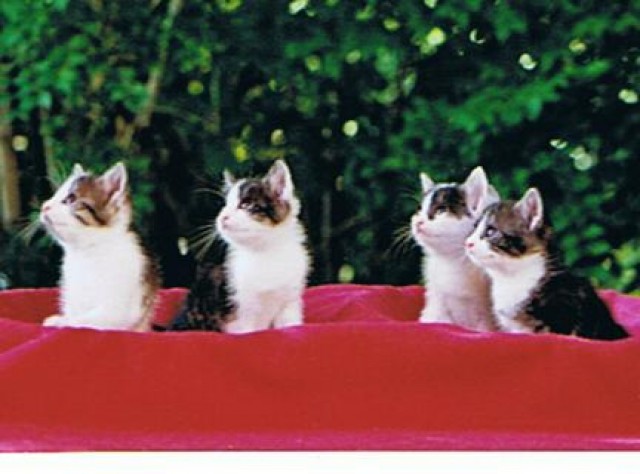 2 x 2 Kätzchen wollen umziehen! - Hauskatzen - Obergriesbach