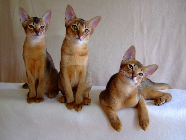 Abessinier Kitten Jungtiere - Abessinier - Köln