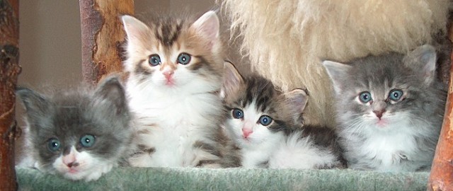 Norwegische Waldkatzenbabys suchen liebevolles Zuhause - Norwegische Waldkatze - Kahl/am Main