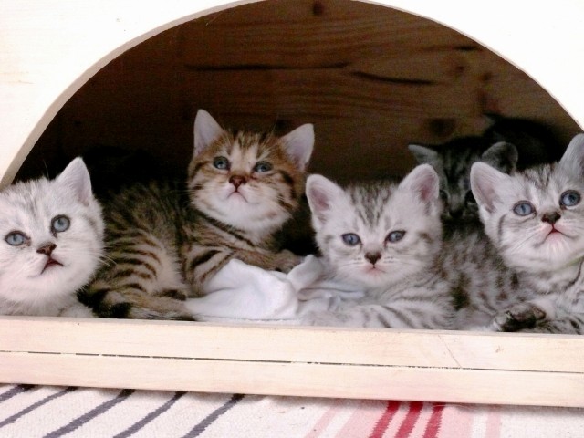 Whiskas- Kitten Silvertabby BKH Britisch Kurzhaar abzugeben - British Kurzhaar - Buchholz