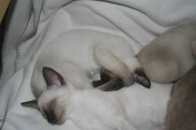 2 Bildhübsche Siam - Thai - Kitten (Mädchen) ab sofort abzugeben ! - Siam - Büren
