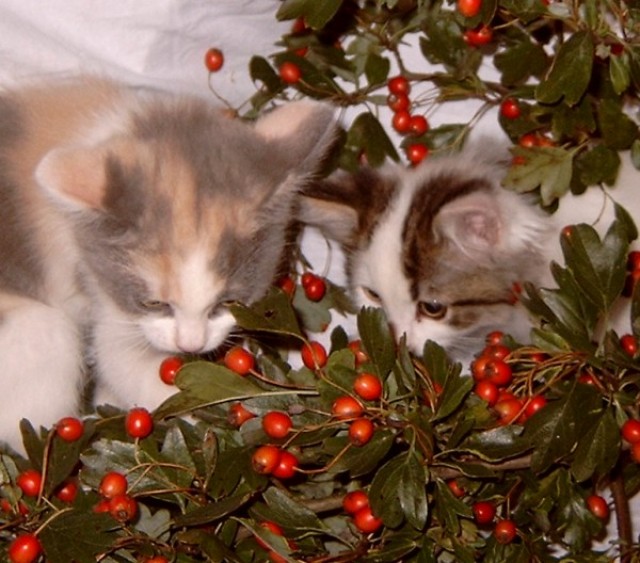 Rasse-Mix-Katzenbabys Kurz- und Langhaar in diversen Farben - Mischling - Pölitz