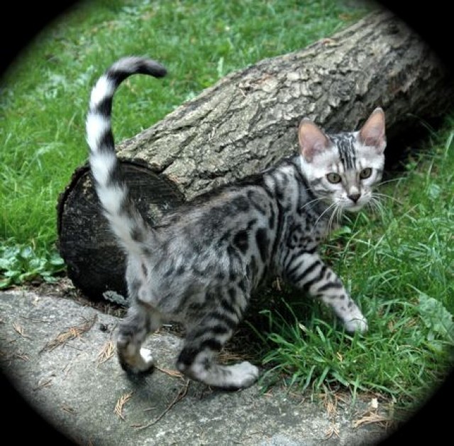 Bengal Kitten - Bengal - 60314 