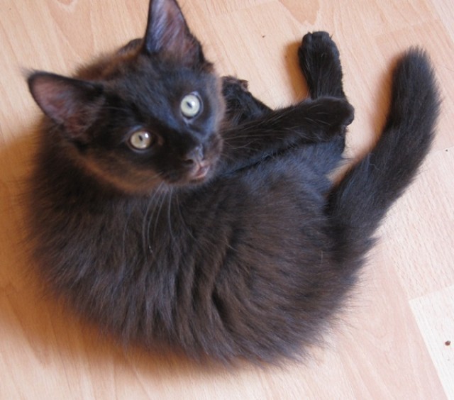 Maine Coon Mix Kitten - Mischling - Erkelenz