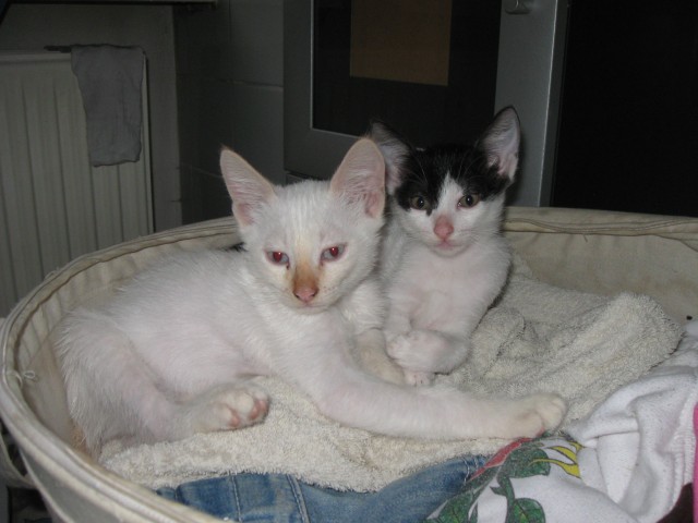 Katzenkinder abzugeben!!!!!! - Hauskatzen - berlin