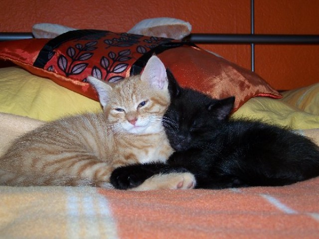 2 süße Katzenkinder (w/m) abzugeben - Hauskatzen - Duisburg