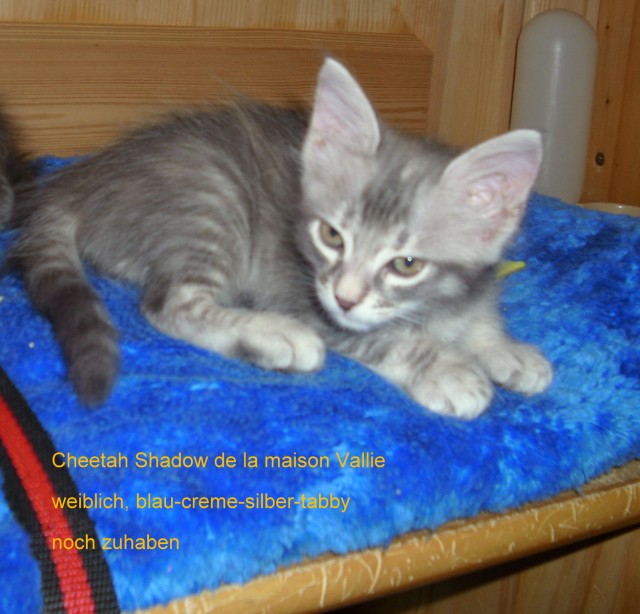 Türkisch AngoarBabys - Angora - Wollankstraße 75/76 D rechts