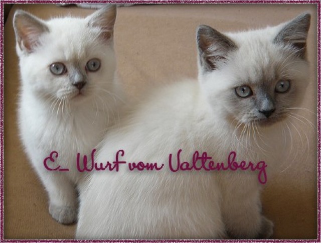 BKH blue- und lilac point Mädchen und Jungen abzugeben - British Kurzhaar - Ringenhain