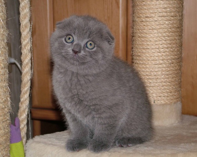 Wunderschöne Scotisch Fold Kitten - British Kurzhaar - Kempten