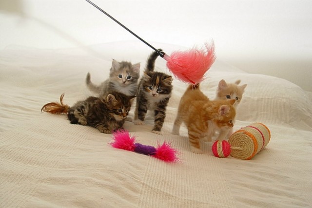 2 Norwegische Waldkatzenbabys - Norwegische Waldkatze - Mönchengladbach