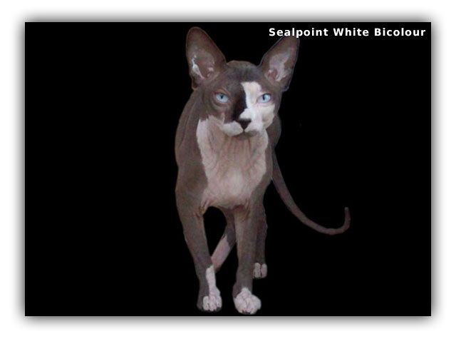 Canadian Sphynx Deckkater! - Deckkater - Berlin