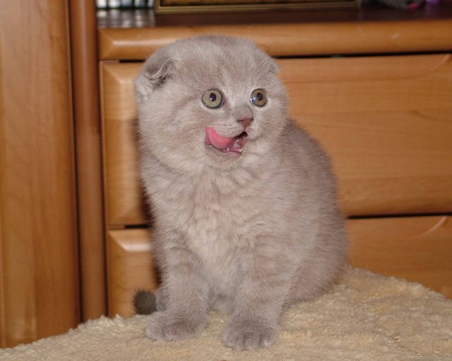 British Scottisch Fold Kitten - British Kurzhaar - Kempten