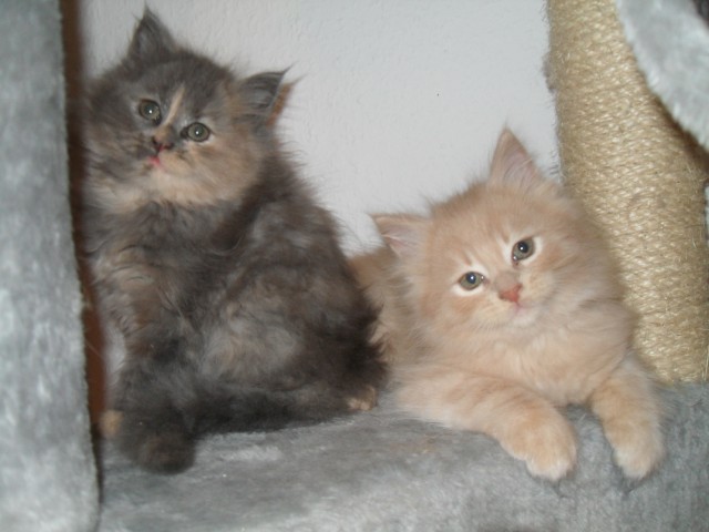 Maine Coon Kitten aus privater Kinderstube suchen neues zu Hause - Maine Coon - Mettmann