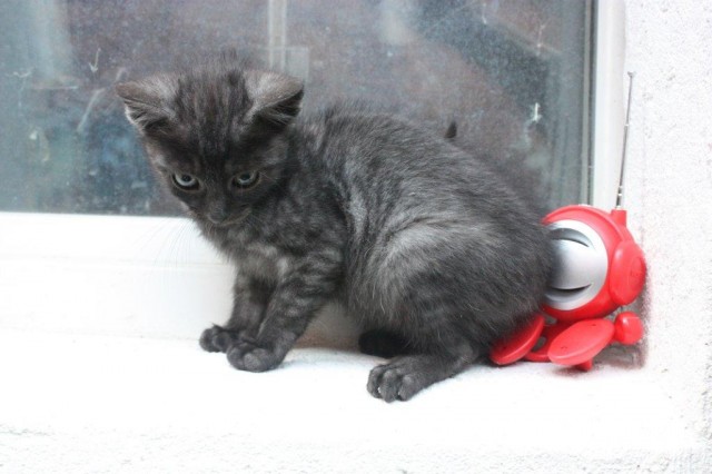 Verspielte Katze sucht neues zu Hause - Freigaenger - Kallmerode
