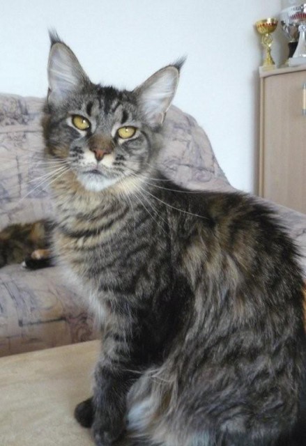 Wunderschöne Maine Coonladys suchen Dich! - Maine Coon - Cottbus
