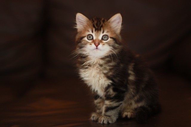 Sibirische Katzenkinder aus Bayern :-) - Sibirische Katze - Gerhardshofen