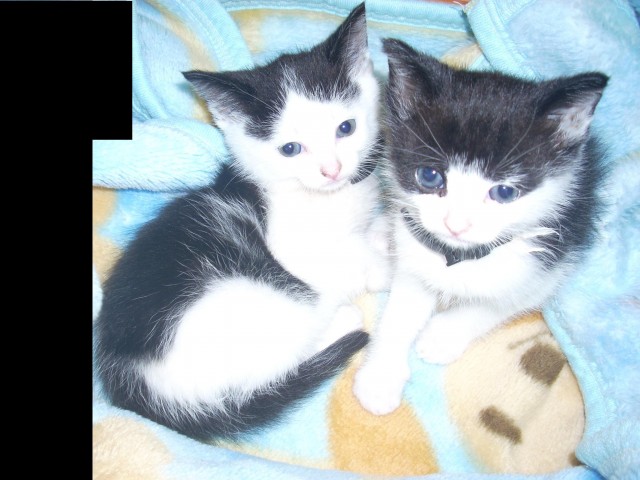 Notfall  - Katzen Zubehoer - Detmold
