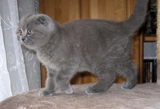 Süsse Scottisch Fold Kitten - Scottish Fold - Kempten