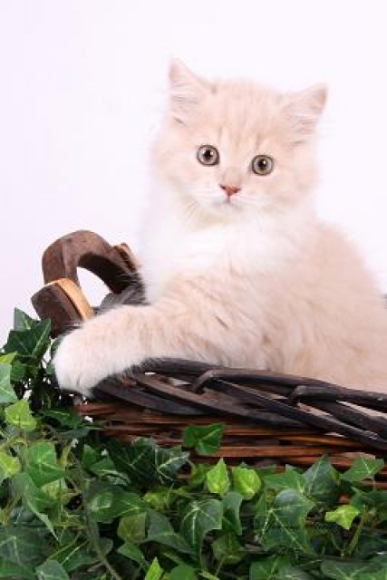 Typvolle Highlander Kitten - British Kurzhaar -  Detmold