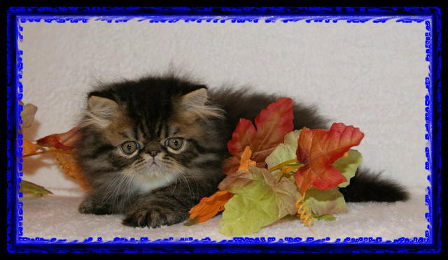 Ich habe schon auf dich gewartet - Perser - Berlin