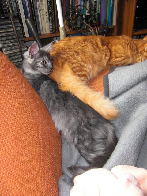 Suche Maine Coon Deckkater - Deckkater - Ludwigsburg