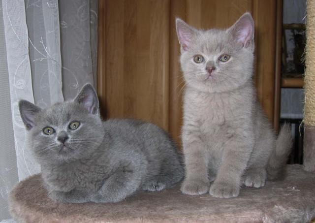 3 Liebevolle BKH Kitten - British Kurzhaar - Kempten