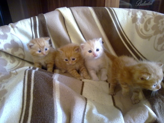 2 Perser Mix katerchen  - Mischling - bocholt