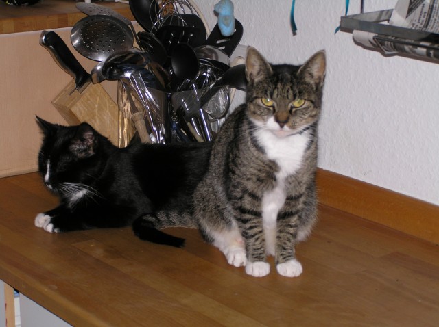 Katzen Abzugeben Hamburg Katzen Abzugeben Hamburg
