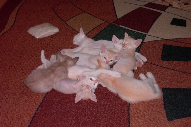 Burma Katzen - Burma - 
