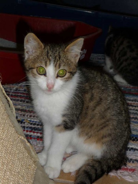 Lieber, schmusiger Kater Merlin sucht Zuhause auf Lebenszeit! - Hauskatzen - Oberhausen