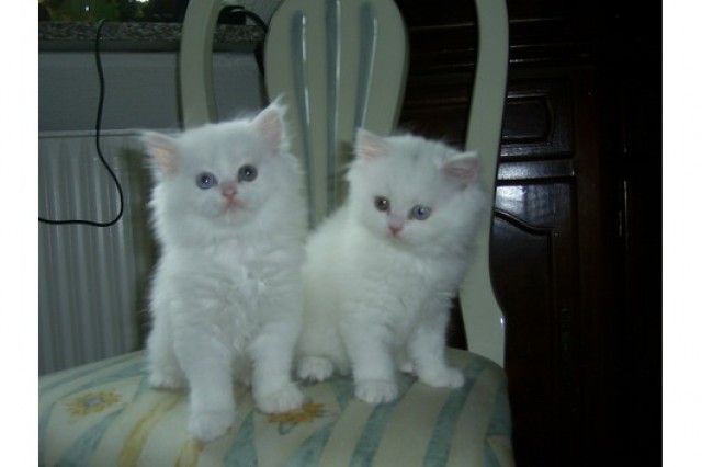 SELTEN! Zwei süße kleine Schneebälle - Perser - München