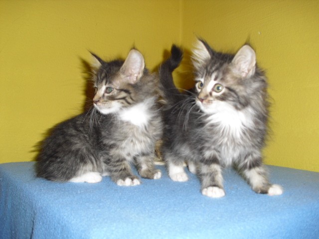 Norwegische Waldkatzenbabys - Norwegische Waldkatze - büchlberg