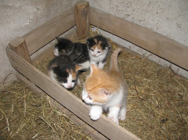 Glückskätzchen - Hauskatzen - Boldekow