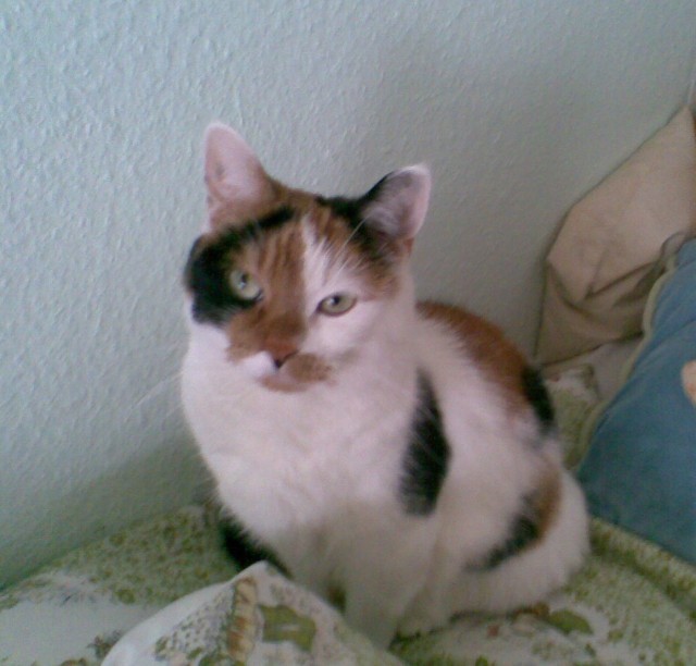 Lilly sucht Frauchen mit viel Zeit - Katzen Sonstige - Berlin 