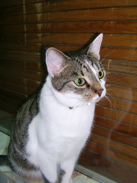 Jungkatze 18.Mon sucht Dich!!! - Hauskatzen - Lüdenscheid