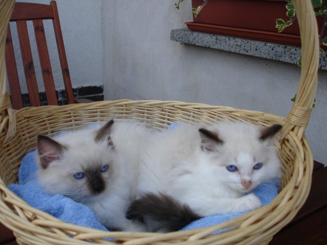 Ragdoll Babys - Ragdoll - Lauchhammer