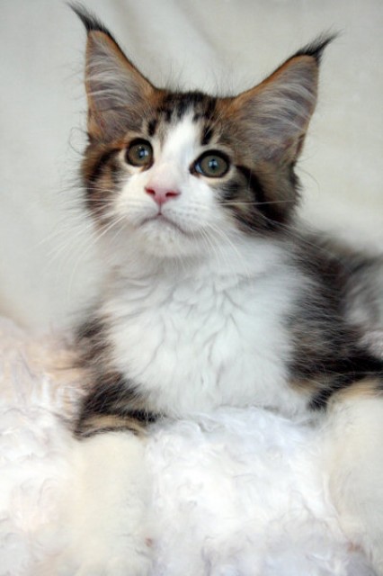 Traumhafter Maine Coon Schmusetiger aus einmaliger Verpaarung....!!! - Maine Coon - Mendig