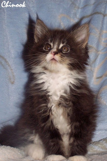 Typvoller Maine Coon Jungkater aus exc. Champion-Verpaarung - Maine Coon - Großmehring