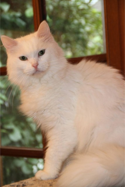 SNOWKING sucht neue Dosenöffner - Norwegische Waldkatze - Frankfurt