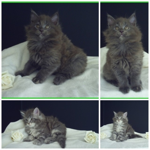 2 zuckersüße reinrassige Maine Coon Katerchen - Maine Coon - Ottweiler