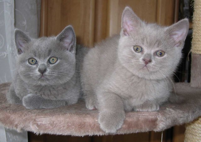 Zauberhafte British Kurzhaar Kitten - British Kurzhaar - Kempten