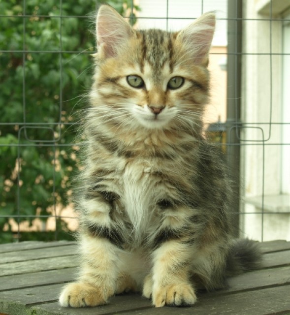 Sibirerkätzchen suche liebevolles Zuhause - Sibirische Katze - Rüsselsheim