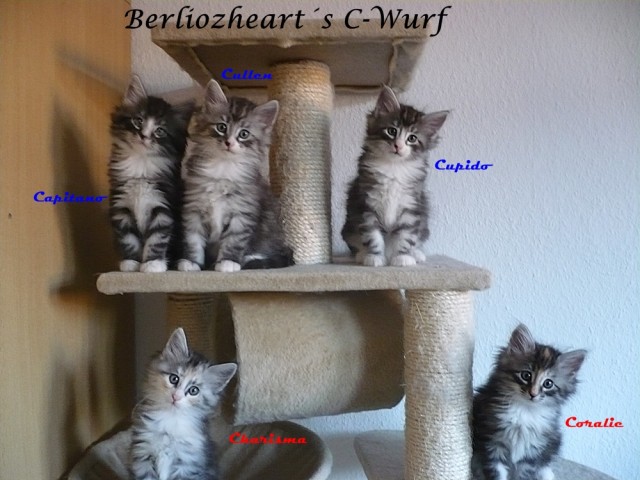 Unsere süßen Norwegerkitten suchen einen liebevollen Schmuseplatz - Norwegische Waldkatze - Chemnitz