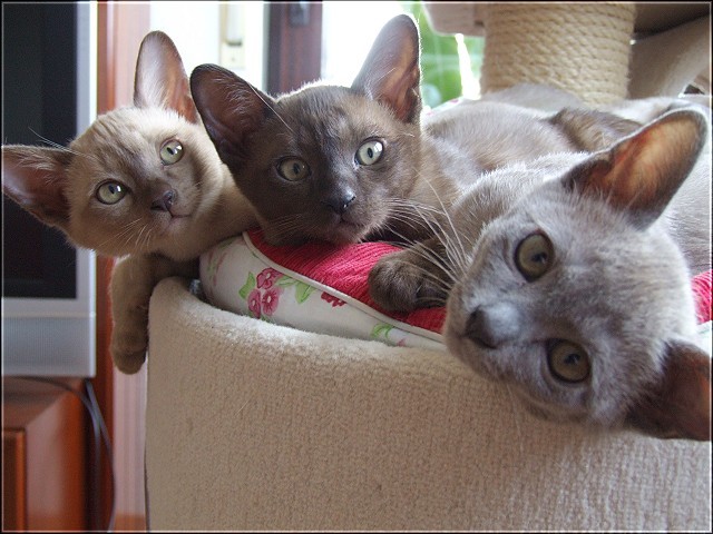 Burma Kitten - Burma - Remseck